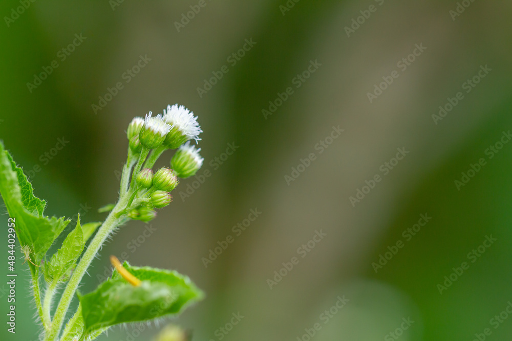 Ageratum conyzoides plant with small white flowers, has green petals, rough and hairy leaf surface, blurred green foliage background