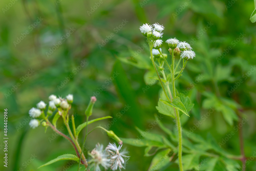 Ageratum conyzoides plant with small white flowers, has green petals, rough and hairy leaf surface, blurred green foliage background Ageratum conyzoides plant with small white flowers, has green petals, rough and hairy leaf surface, blurred green foliage background