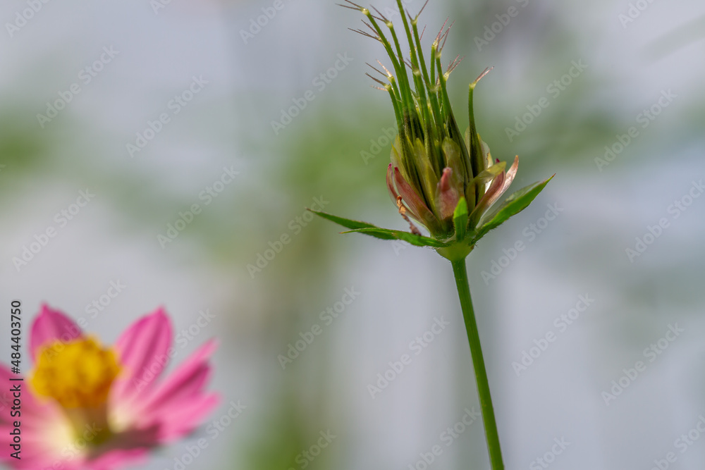 Cosmos plant with pink flowers with a yellow pistil tip, white center, after flowering it will turn into black seeds Cosmos plant with pink flowers with a yellow pistil tip, white center, after flowering it will turn into black seeds