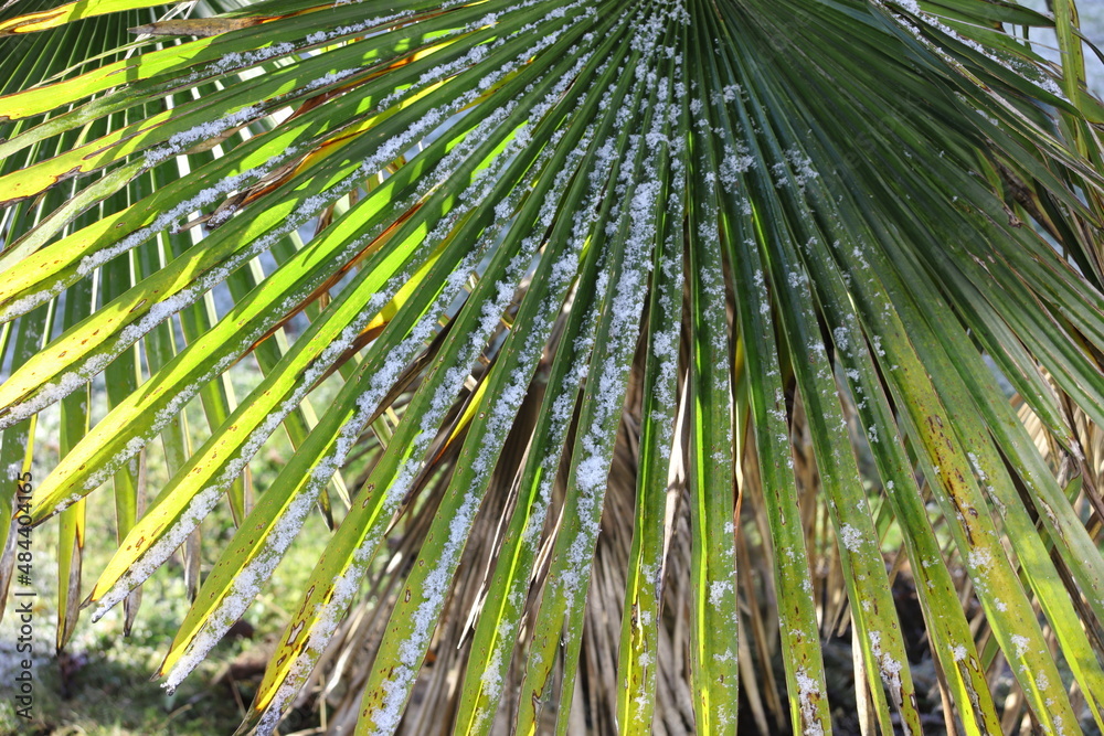 Palmenblatt einer Hanfpalme im Winter Palmenblatt einer Hanfpalme im Winter