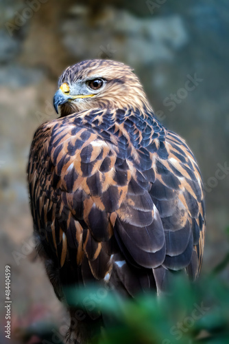 close up of a falcon