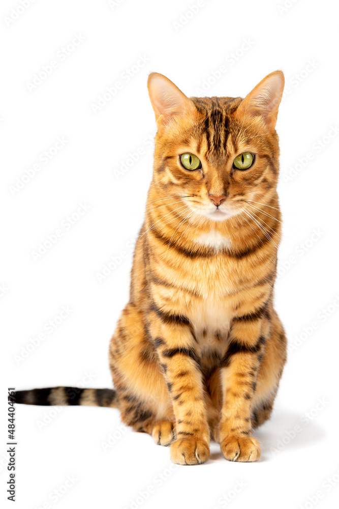 Portrait of a Bengal cat in full length on a white background.