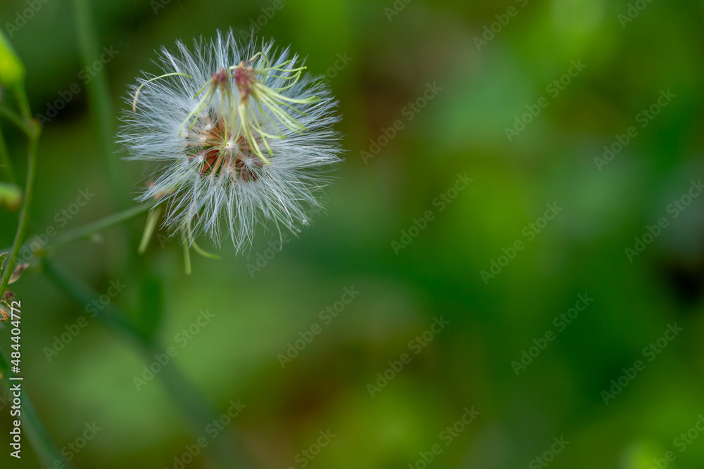 A plant known as Cyanthillium cinereum has mini flowers with various colors, the background of the leaves is green which is blurry A plant known as Cyanthillium cinereum has mini flowers with various colors, the background of the leaves is green which is blurry