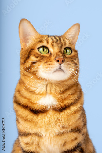 Portrait of a Bengal cat color rosette on gold on a blue background © Svetlana Rey