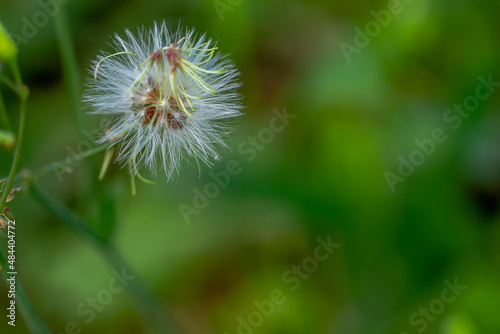 A plant known as Cyanthillium cinereum has mini flowers with various colors, the background of the leaves is green which is blurry