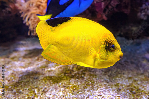 Yellow Woodhead's Angelfish of aquarium in coral reef. Centropyge woodheadi species of angelfish belonging to family Pomacanthidae. Living in Pacific Ocean and Tonga island and Atlantic Indian Oceans.
