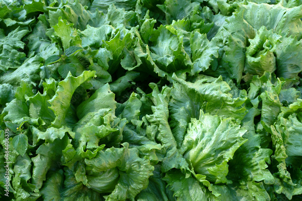 Organic Vegetables in the garden. Organic Vegetables in the garden.