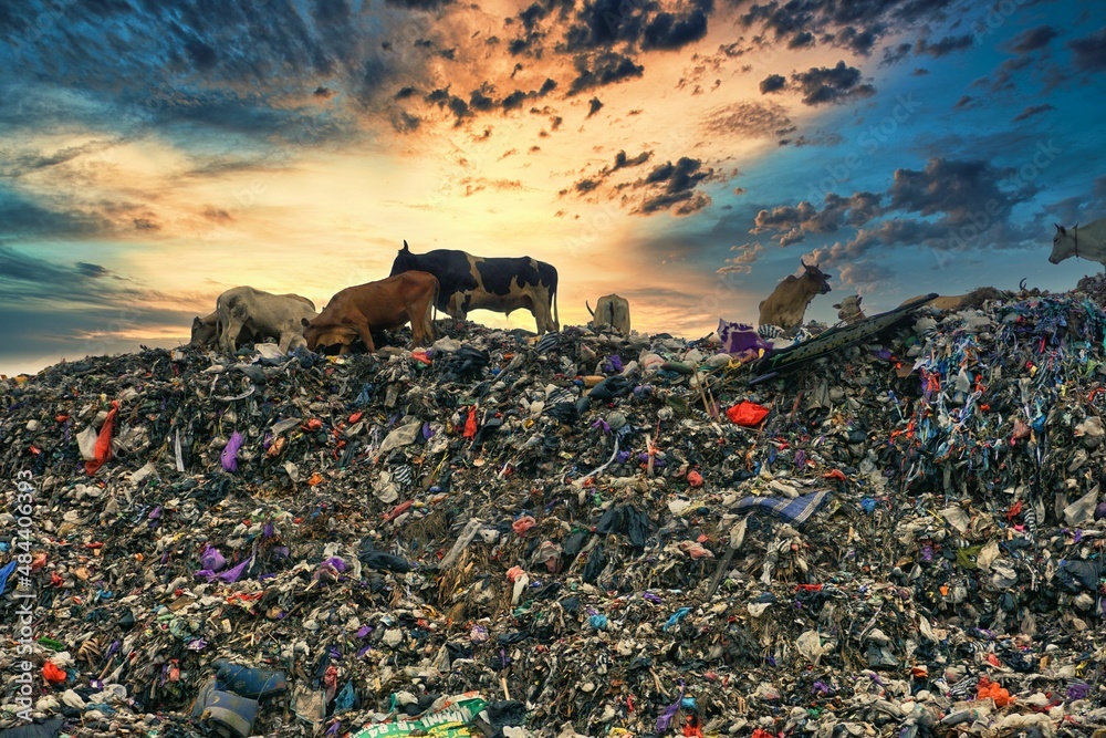 Animal and plastic pollution: Cows that live in landfill - obrazy, fototapety, plakaty 