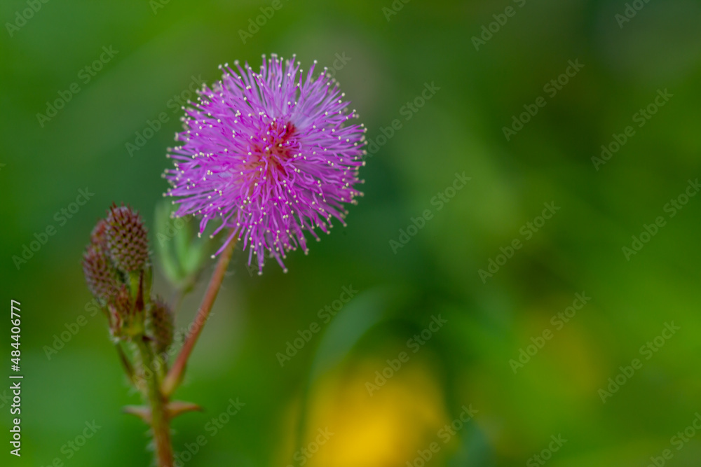 Shameplant's pink flowers are spherical in shape with yellow fibrous tips, the background of leaves and sunlight is blurry Shameplant's pink flowers are spherical in shape with yellow fibrous tips, the background of leaves and sunlight is blurry