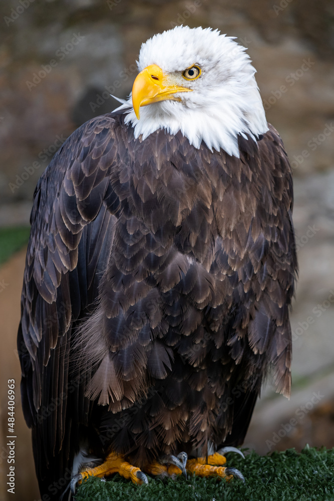 Obraz premium american eagle