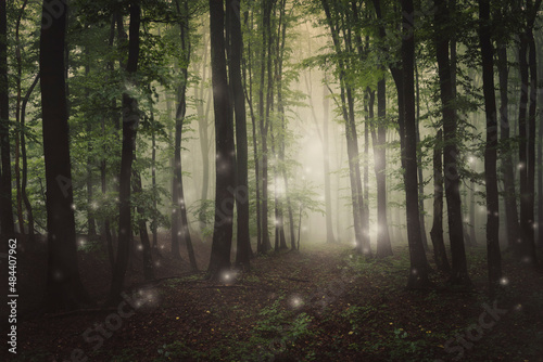 magical woods, dark landscape