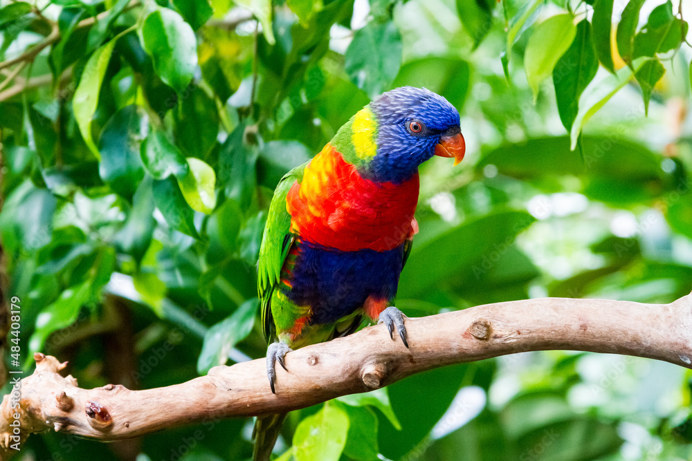 Rainbow Colorful Parrot Bird