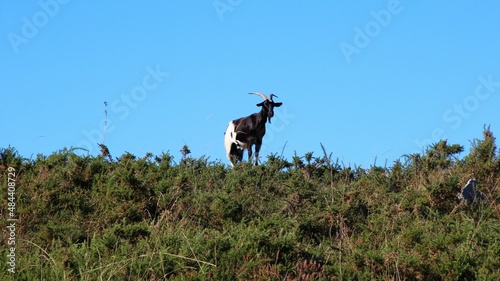 Goat on the cliff
