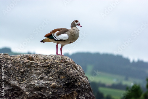 Goos on Stone
