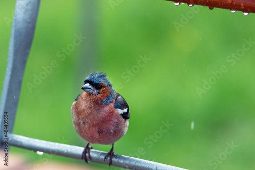 bird on a branch