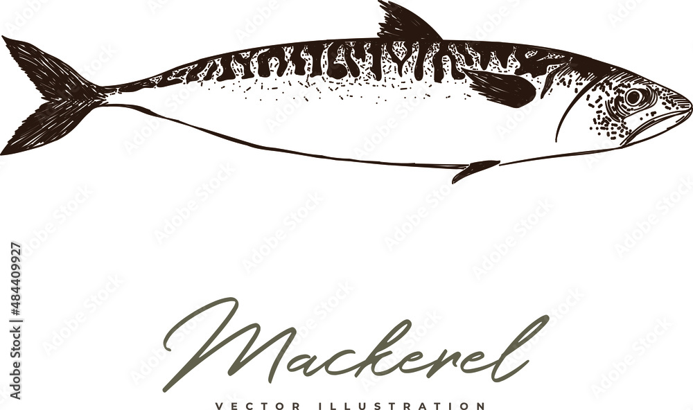 Vector Mackerel illustration hand-drawn sketched