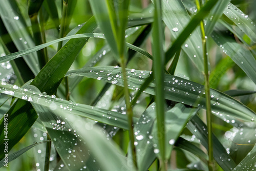 grass with dew
