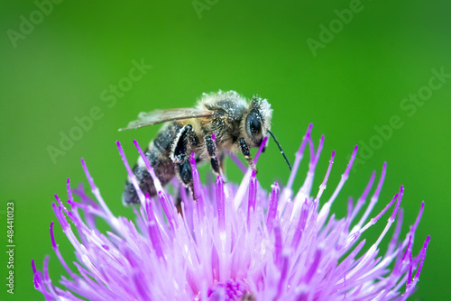 bee on a flower