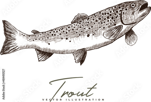 Vector detailed hand-drawn trout fish