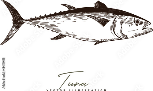 Vector hand-drawing tuna fish