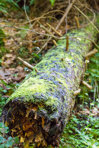 Fallen tree covered in moss in forest