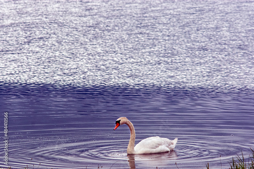swan on the lake