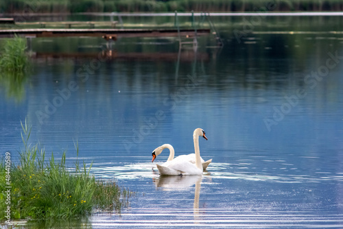swans on the lake