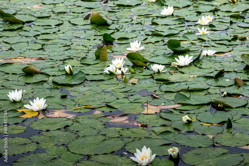 white water lilies