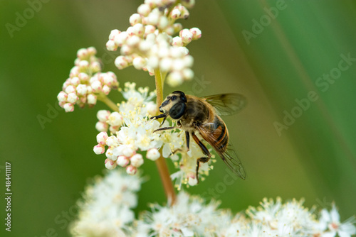 bee on a flower © photobertsch