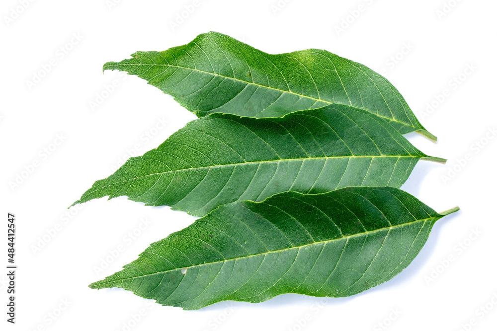 Obraz premium ash leaves isolated on white background