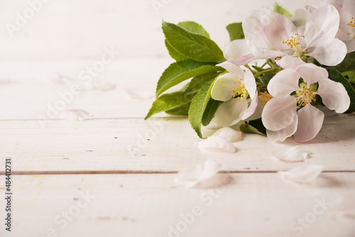 White sping blossoming tree with white rustic wooden background. Beautiful sping cherry flowers. Copy space. Background for hair care and cosmetic products advertisement.