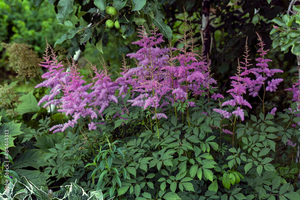 Flowerbed with perennial plants and flowers in the garden. Gardening, landscape design. Flowerbed with perennial plants and flowers in the garden. Gardening, landscape design.