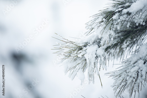 beautiful pine branch under the snow on white winter background with copyspace for text. Christmas, winter card. Outdoor frost scene. Nature forest light landscape. Beautiful tree, snowfall.
