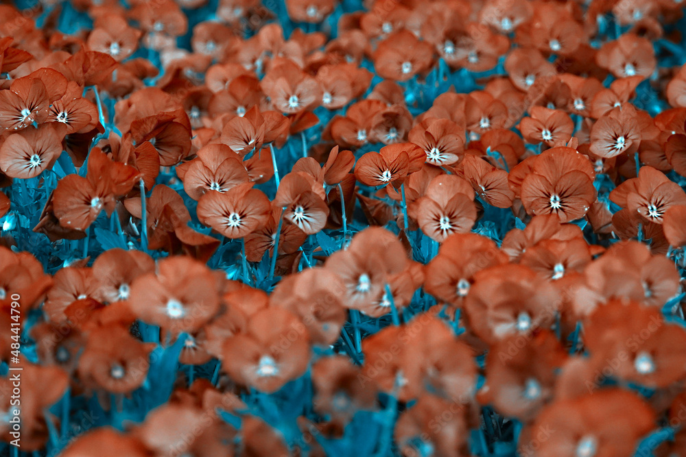 Fototapeta premium Orange and blue abstract art flowers background.