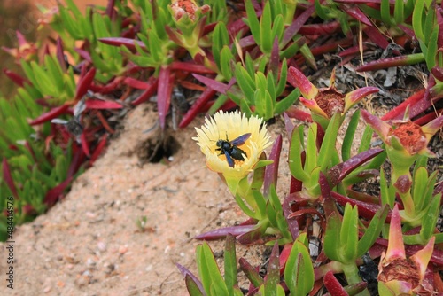 Bee on a flower