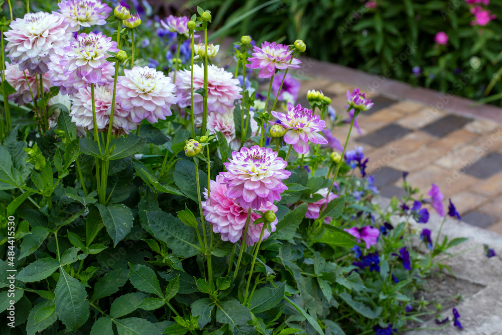 Flower bed with blooming dahlias in the garden. Gardening, landscape design. Flower bed with blooming dahlias in the garden. Gardening, landscape design.