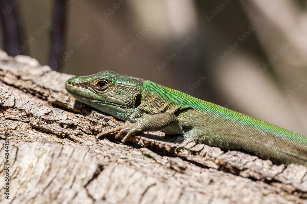 Fototapeta premium Lizard