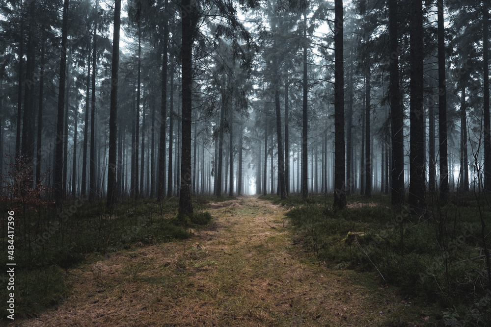 Weg im Wald mit Bäumen und Sonnenlicht 