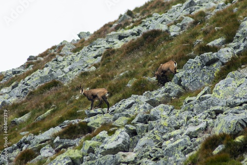 A group of chamois in High Tatras