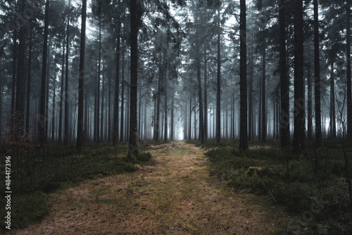 Weg im Wald mit Bäumen und Sonnenlicht  © Dominik Neudecker