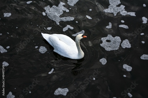 Swan on a black and white river