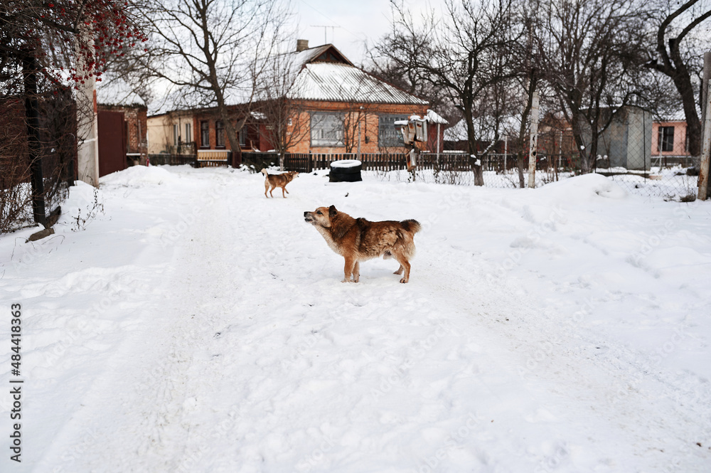 Homeless dog in the snow, winter Homeless dog in the snow, winter