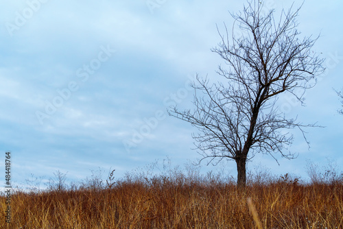 beautiful wild landscape, late autumn, bare branches of trees without leaves, cloudy weather