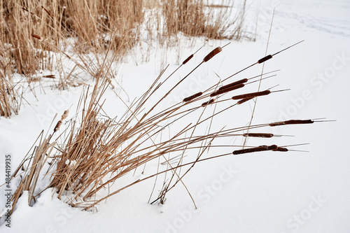 Yellowed reeds in a snowy river  winter