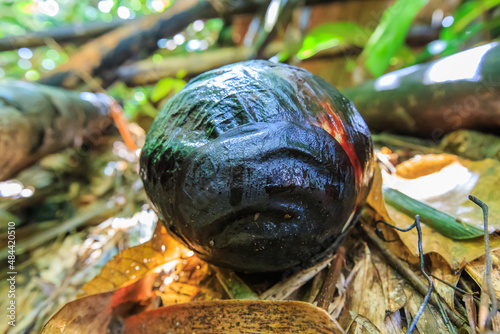 Rafflesia, the biggest flower in the world , Ranau Sabah, Borneo photo