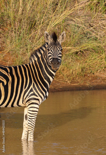 Zebra  Pilanesberg