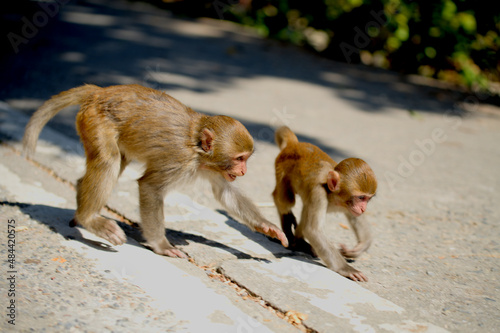 Monkey playing with eachother
