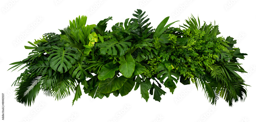 Tropical leaves foliage plant bush floral arrangement on