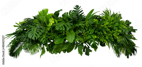 Tropical leaves foliage plant jungle bush floral arrangement nature backdrop isolated on white background, clipping path included.