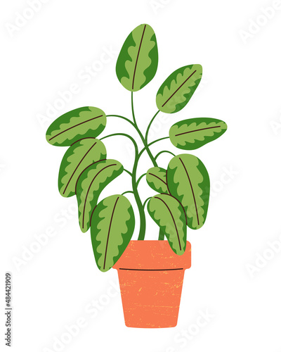 Cute hand drawn home plant in ceramic pot. Big dumb cane tree for interior decor. Cartoon vector illustration